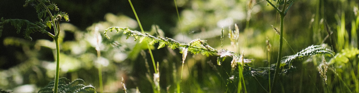 A view of plants and nature